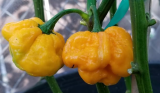 Tobago Yellow Bonnet Pepper Seeds | Capsicum chinense | Fresh Harvest Premium Chili
