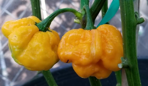Tobago Yellow Bonnet Pepper Seeds | Capsicum chinense | Fresh Harvest Premium Chili