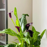'Chief' Calla Lily Bulbs | Zantedeschia hybrida | Deep Purple-Black Flower Bulb