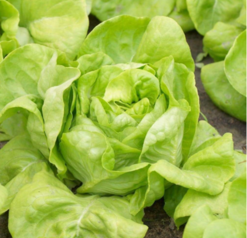 White Boston Butterhead Lettuce Seeds | Lactuca sativa | Non-GMO Improved Big Boston Salad Green