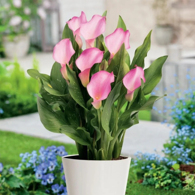 'Dreamland' Calla Lily Bulbs | Zantedeschia hybrida | Soft Pink Flower Bulb