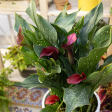 'Chief' Calla Lily Bulbs | Zantedeschia hybrida | Deep Purple-Black Flower Bulb