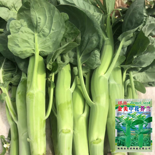 'Jiemei Jinmei Zhonghua' Chinese Kale Seeds - Brassica oleracea var. alboglabra, Strong Resilience, Easy to Grow