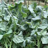 'Jiemei Improved Xianggu' Chinese Kale Seeds - Brassica oleracea var. alboglabra, Stable Quality, Easy to Grow