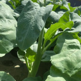 'Nongyan Yellow Flower' Chinese Kale Seeds - Brassica oleracea var. alboglabra, High-Yield, Low-Fiber