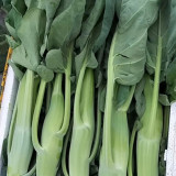 'Jiemei Jinmei Zhonghua' Chinese Kale Seeds - Brassica oleracea var. alboglabra, Strong Resilience, Easy to Grow