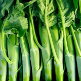 'Jiemei Thick Stem' Chinese Kale Seeds - Brassica oleracea var. alboglabra, Thick Main Stem, Yellow Flower, High Yield