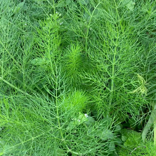 Small Leaf Fennel Seeds - Foeniculum vulgare Aromatic Herb, Fast-Growing, Multiple Harvests, Easy to Grow