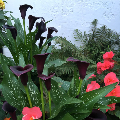 'Chief' Calla Lily Bulbs | Zantedeschia hybrida | Deep Purple-Black Flower Bulb