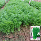 Small Leaf Fennel Seeds - Foeniculum vulgare Aromatic Herb, Fast-Growing, Multiple Harvests, Easy to Grow