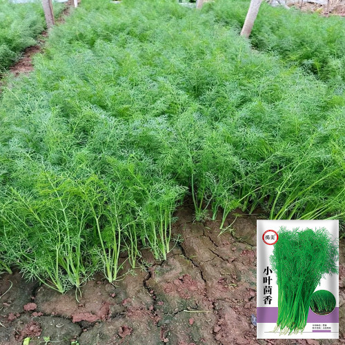 Small Leaf Fennel Seeds - Foeniculum vulgare Aromatic Herb, Fast-Growing, Multiple Harvests, Easy to Grow