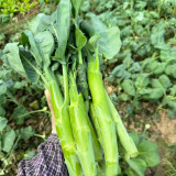 'Jiemei Thick Stem' Chinese Kale Seeds - Brassica oleracea var. alboglabra, Thick Main Stem, Yellow Flower, High Yield