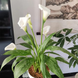 'White Art' Calla Lily Bulbs | Zantedeschia hybrida | Pure White Flower Bulb