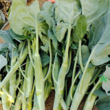 'Jiemei Jinmei Zhonghua' Chinese Kale Seeds - Brassica oleracea var. alboglabra, Strong Resilience, Easy to Grow