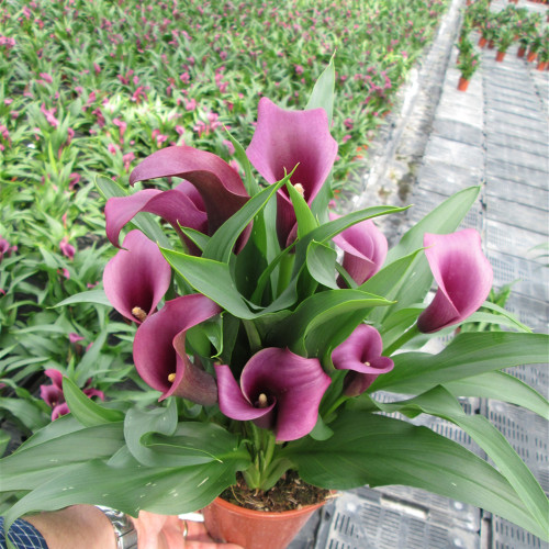 'Paco' Calla Lily Bulbs | Zantedeschia hybrida | Purple-Pink Flower Bulb