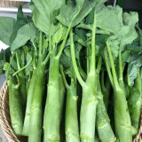 'Nongyan Yellow Flower' Chinese Kale Seeds - Brassica oleracea var. alboglabra, High-Yield, Low-Fiber