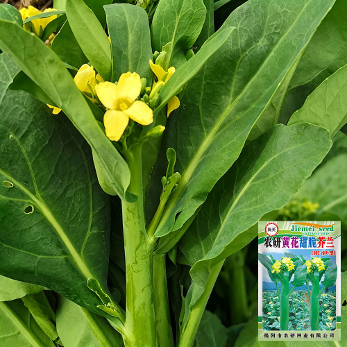 'Nongyan Yellow Flower' Chinese Kale Seeds - Brassica oleracea var. alboglabra, High-Yield, Low-Fiber
