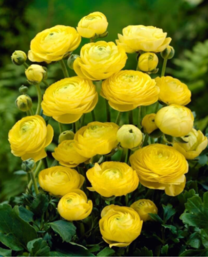 Yellow Ranunculus Bulbs | Ranunculus asiaticus | Double Ruffled Spring Cut Flower