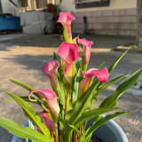 'Dreamland' Calla Lily Bulbs | Zantedeschia hybrida | Soft Pink Flower Bulb