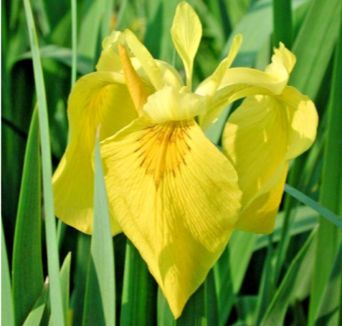Yellow Flag Iris Seeds | Iris pseudacorus | Hardy Bog Water Garden Perennial