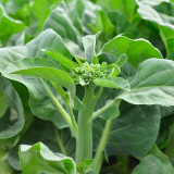 'Nongyan Yellow Flower' Chinese Kale Seeds - Brassica oleracea var. alboglabra, High-Yield, Low-Fiber