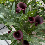'Chief' Calla Lily Bulbs | Zantedeschia hybrida | Deep Purple-Black Flower Bulb