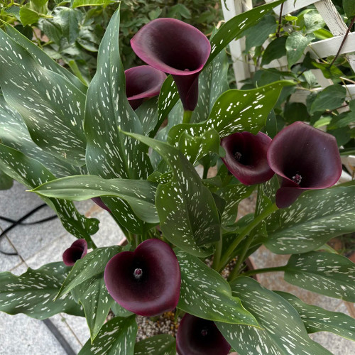 'Chief' Calla Lily Bulbs | Zantedeschia hybrida | Deep Purple-Black Flower Bulb