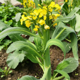 'Jiemei Thick Stem' Chinese Kale Seeds - Brassica oleracea var. alboglabra, Thick Main Stem, Yellow Flower, High Yield