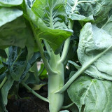 'Jiemei Improved Xianggu' Chinese Kale Seeds - Brassica oleracea var. alboglabra, Stable Quality, Easy to Grow