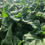'Jiemei Improved Xianggu' Chinese Kale Seeds - Brassica oleracea var. alboglabra, Stable Quality, Easy to Grow