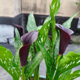'Chief' Calla Lily Bulbs | Zantedeschia hybrida | Deep Purple-Black Flower Bulb