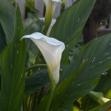 'White Art' Calla Lily Bulbs | Zantedeschia hybrida | Pure White Flower Bulb
