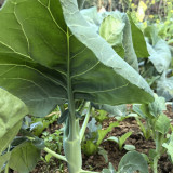 'Jiemei Improved Xianggu' Chinese Kale Seeds - Brassica oleracea var. alboglabra, Stable Quality, Easy to Grow