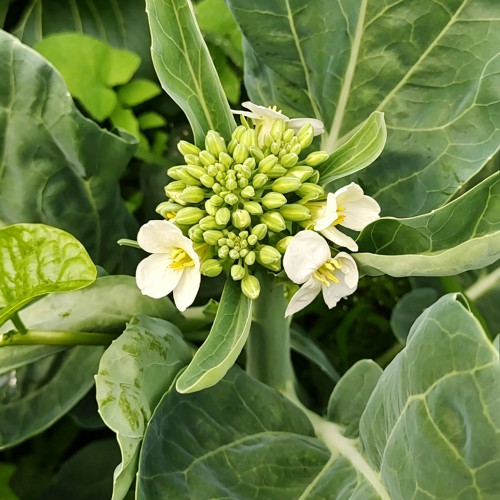'Jiemei Jinmei Zhonghua' Chinese Kale Seeds - Brassica oleracea var. alboglabra, Strong Resilience, Easy to Grow