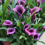 'Paco' Calla Lily Bulbs | Zantedeschia hybrida | Purple-Pink Flower Bulb