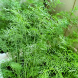 Small Leaf Fennel Seeds - Foeniculum vulgare Aromatic Herb, Fast-Growing, Multiple Harvests, Easy to Grow