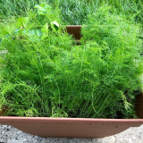 Small Leaf Fennel Seeds - Foeniculum vulgare Aromatic Herb, Fast-Growing, Multiple Harvests, Easy to Grow