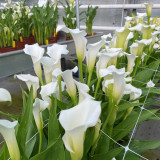 'White Art' Calla Lily Bulbs | Zantedeschia hybrida | Pure White Flower Bulb