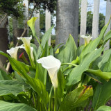 'White Art' Calla Lily Bulbs | Zantedeschia hybrida | Pure White Flower Bulb