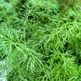 Small Leaf Fennel Seeds - Foeniculum vulgare Aromatic Herb, Fast-Growing, Multiple Harvests, Easy to Grow