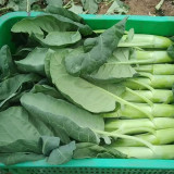 'Jiemei Jinmei Zhonghua' Chinese Kale Seeds - Brassica oleracea var. alboglabra, Strong Resilience, Easy to Grow