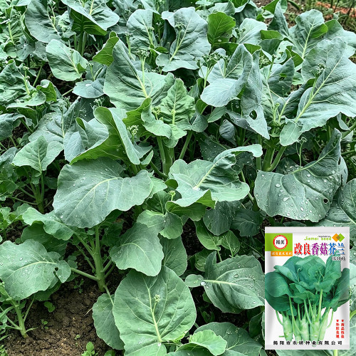 'Jiemei Improved Xianggu' Chinese Kale Seeds - Brassica oleracea var. alboglabra, Stable Quality, Easy to Grow