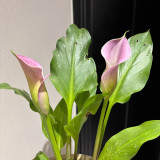 'Dreamland' Calla Lily Bulbs | Zantedeschia hybrida | Soft Pink Flower Bulb