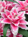 Roselily Samantha Lily Bulbs | Lilium | Dark Pink White Double Bloom Perennial