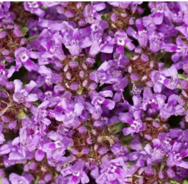 Creeping Thyme Seeds | Thymus serpyllum | Dwarf 6 Inch Purple Blooms Ground Cover