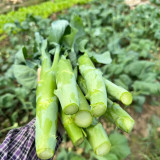 'Jiemei Thick Stem' Chinese Kale Seeds - Brassica oleracea var. alboglabra, Thick Main Stem, Yellow Flower, High Yield