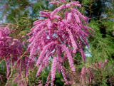 Salt Cedar Tamarisk Seeds | Tamarix ramosissima | Hardy Salt Tolerant Landscape Shrub