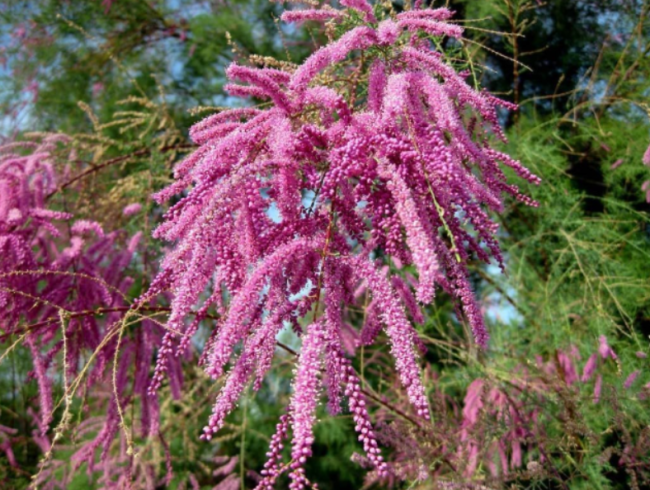 Salt Cedar Tamarisk Seeds | Tamarix ramosissima | Hardy Salt Tolerant Landscape Shrub