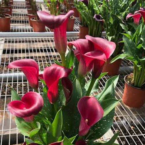 'Santiago' Calla Lily Bulbs | Zantedeschia hybrida | Bright Red Flower Bulb