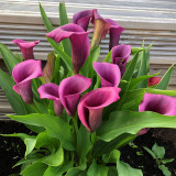 'Paco' Calla Lily Bulbs | Zantedeschia hybrida | Purple-Pink Flower Bulb